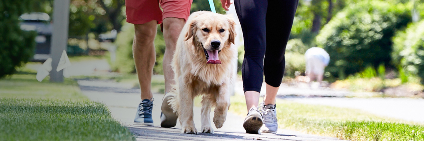 East Texas DogWatch, Bullard, Texas | SideWalker Leash Trainer Slider Image